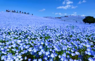 茨城県ひたちなか市 国営ひたち海浜公園のみはらしの丘に広がる満開のネモフィラ