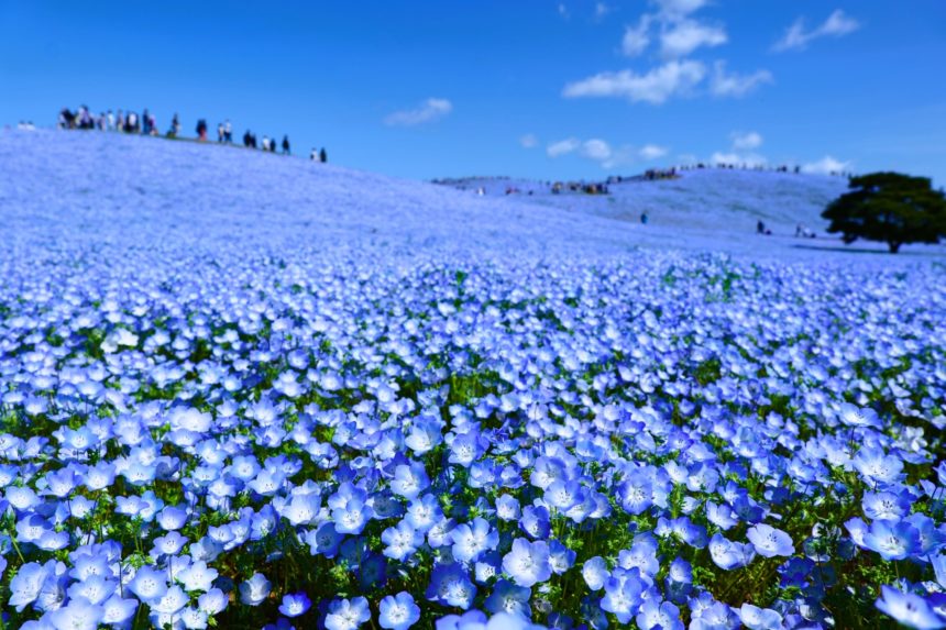 茨城県ひたちなか市 国営ひたち海浜公園のみはらしの丘に広がる満開のネモフィラ