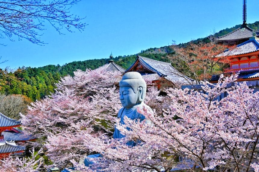 奈良県高取町 満開の桜に包まれて春の絶景を作り出す壷阪寺の桜大仏