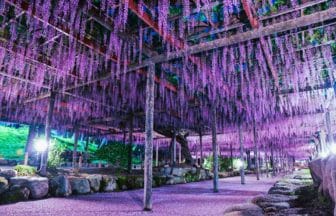 愛知県津島市 ライトアップされた天王川公園の満開の藤の花