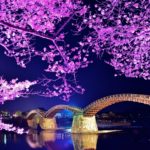 山口県岩国市 ライトアップされた錦帯橋と幻想的な夜桜