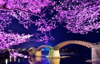 山口県岩国市 ライトアップされた錦帯橋と幻想的な夜桜