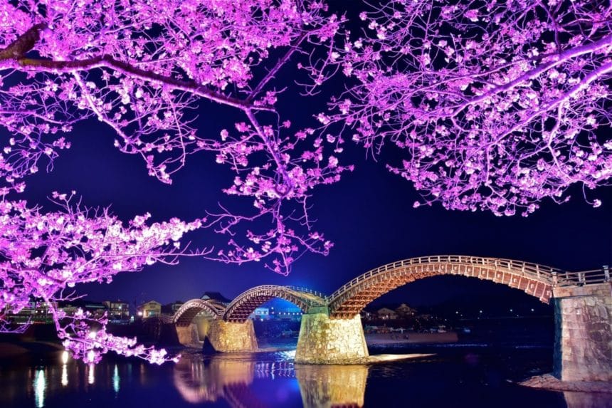 山口県岩国市 ライトアップされた錦帯橋と幻想的な夜桜