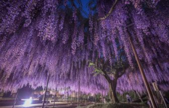 兵庫県丹波市 紫色のシャワーのように降り注ぐライトアアップされた白毫寺の九尺藤