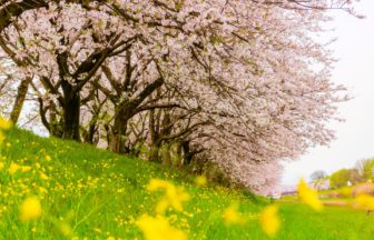 福岡県うきは市 流川桜並木 巨瀬川沿いに続く満開の桜並木の風景