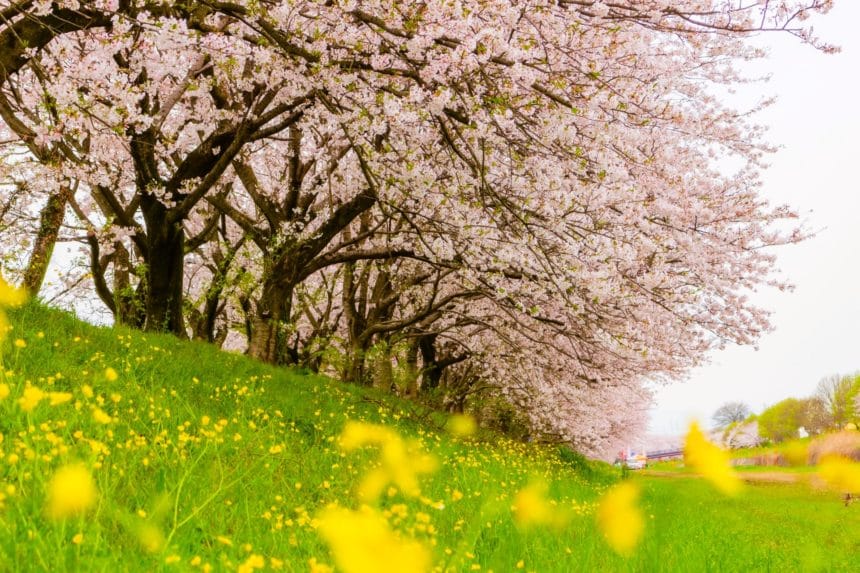 福岡県うきは市 流川桜並木 巨瀬川沿いに続く満開の桜並木の風景