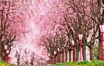 福島県福島市 右輪台山のしだれ桜が並ぶ桜並木の風景