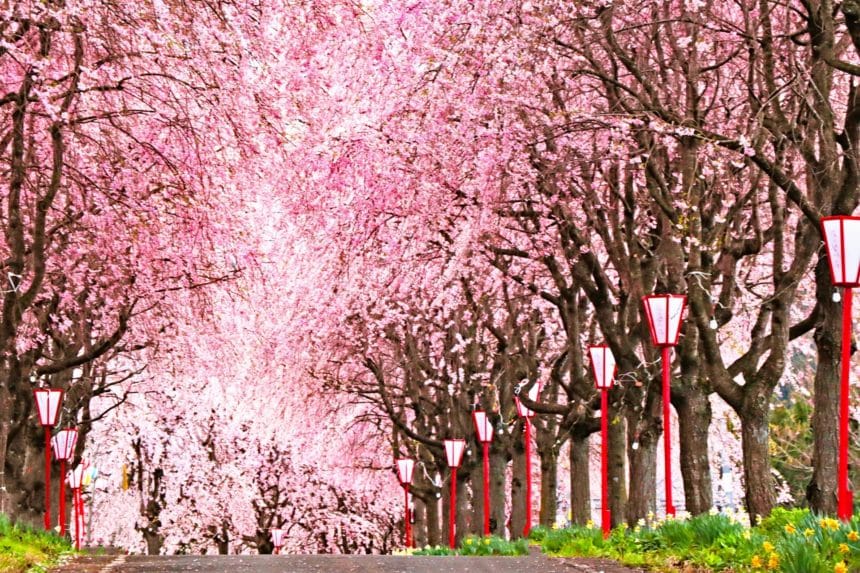 福島県福島市 右輪台山のしだれ桜が並ぶ桜並木の風景