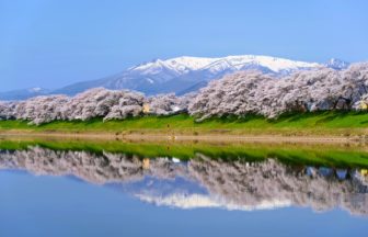 宮城県大河原町 残雪の蔵王連峰を背景に白石川沿いを彩る約1200本の白石川堤一目千本桜