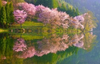 長野県大町市 仁科三湖のひとつ中綱湖と濃いピンクの大山桜