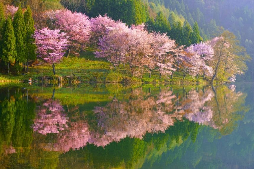 長野県大町市 仁科三湖のひとつ中綱湖と濃いピンクの大山桜