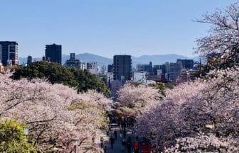 福岡市中央区 福岡県内唯一の「日本さくら名所100選」に選ばれた西公園の満開の桜並木