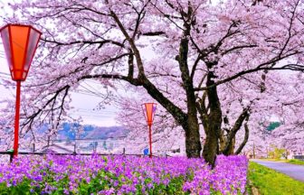 島根県雲南市 斐伊川沿いの堤防に延々と続く満開の桜並木のトンネル