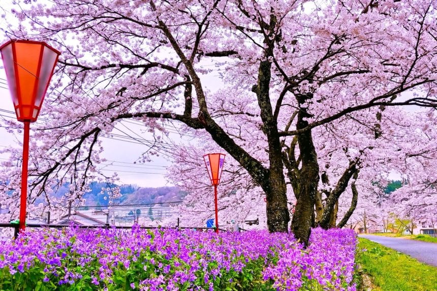 島根県雲南市 斐伊川沿いの堤防に延々と続く満開の桜並木のトンネル
