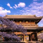 和歌山県岩出市 根来寺「大門」を彩る桜