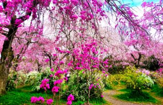 京都市北区 桃源郷やしだれ桜のジャングルと称される原谷苑の美しい紅しだれ桜