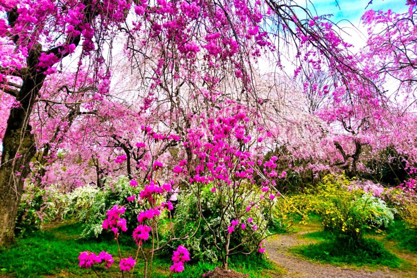 京都市北区 桃源郷やしだれ桜のジャングルと称される原谷苑の美しい紅しだれ桜