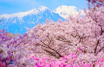 長野県中川村 中央アルプスを背景に桜が咲き誇る大草城址公園の春の絶景