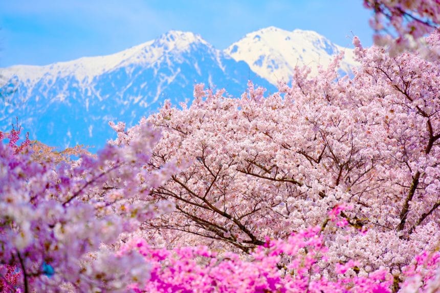 長野県中川村 中央アルプスを背景に桜が咲き誇る大草城址公園の春の絶景