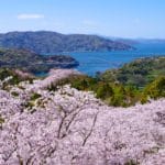 愛媛県今治市 伯方島・開山公園の山頂に咲き誇る約1,000本の桜と瀬戸内海の絶景