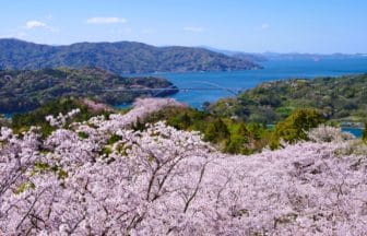 愛媛県今治市 伯方島・開山公園の山頂に咲き誇る約1,000本の桜と瀬戸内海の絶景