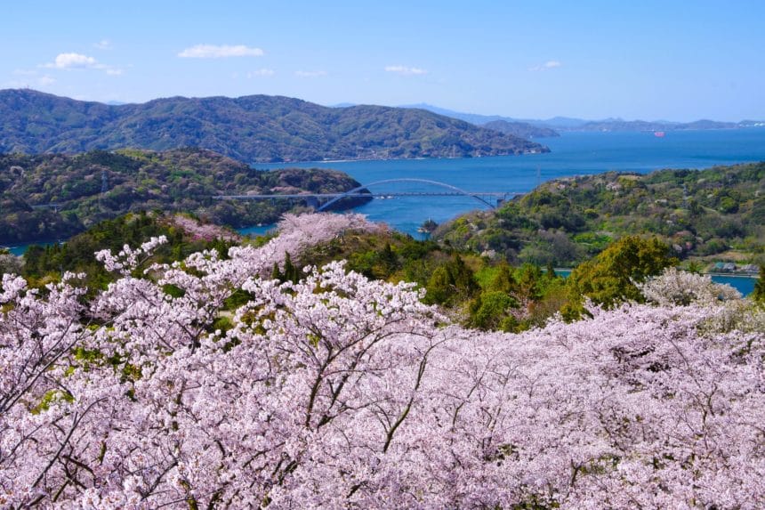 愛媛県今治市 伯方島・開山公園の山頂に咲き誇る約1,000本の桜と瀬戸内海の絶景