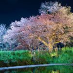 福岡県久留米市 ライトアップされた浅井の一本桜