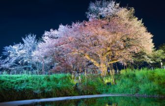 福岡県久留米市 ライトアップされた浅井の一本桜