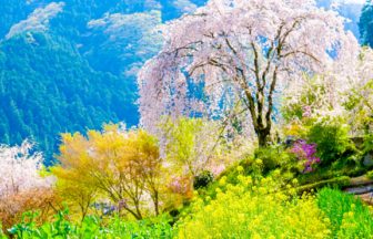 東京都あきる野市 秋川渓谷近くの花の寺として知られる龍珠院と乙津花の里の桜