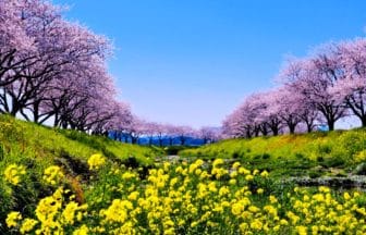 福岡県筑前町 草場川桜並木 桜と菜の花が彩る川沿いの春の風景