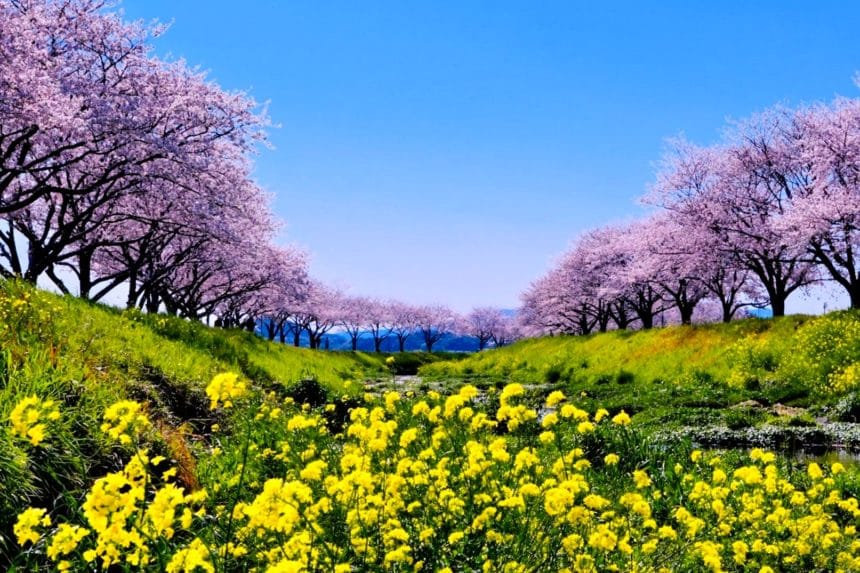 福岡県筑前町 草場川桜並木 桜と菜の花が彩る川沿いの春の風景