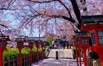 京都市南区 清和源氏ゆかりの六孫王神社に咲く春の桜