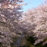 東京都町田市 恩田川沿い約2kmにわたって見事な桜のトンネルを作り出す約400本のソメイヨシノ
