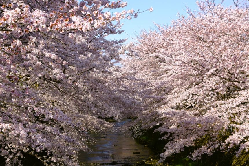東京都町田市 恩田川沿い約2kmにわたって見事な桜のトンネルを作り出す約400本のソメイヨシノ