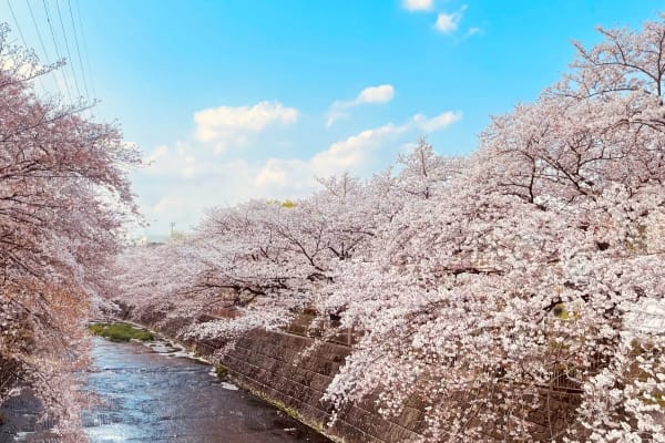 東京都町田市 満開のソメイヨシノが両岸からアーチを描くように咲き競う恩田川