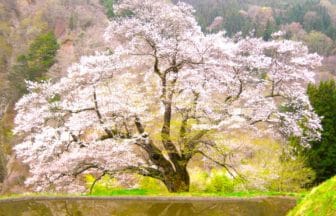 長野県阿智村 駒つなぎの桜 水田のそばに咲く一本桜の風景