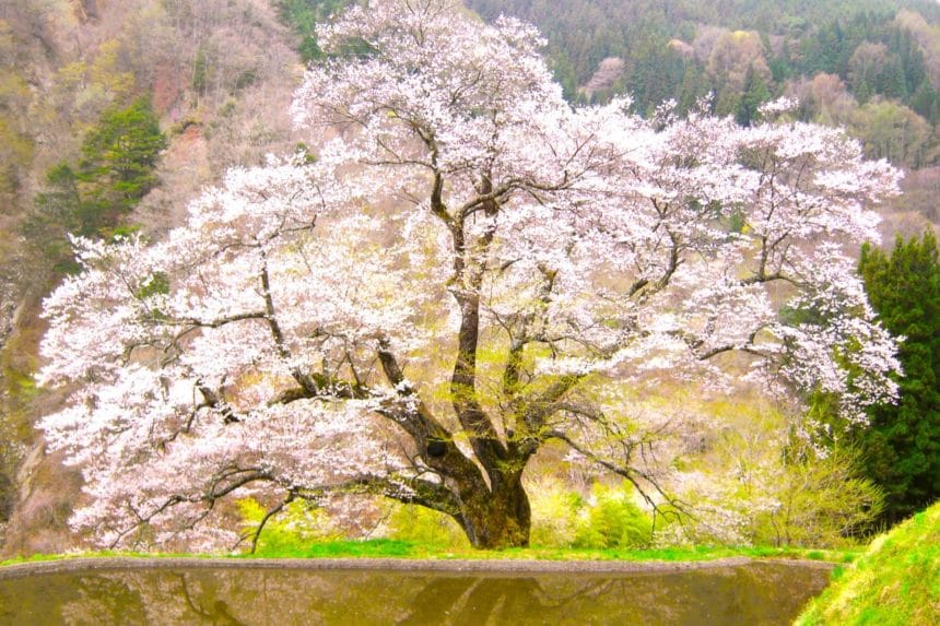 長野県阿智村 駒つなぎの桜 水田のそばに咲く一本桜の風景