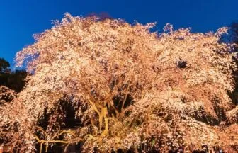 東京都文京区 六義園の夜間特別観賞「春夜の六義園」でライトアップされたしだれ桜