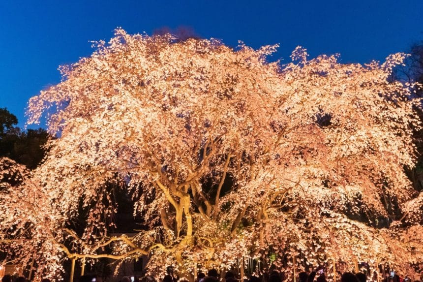 東京都文京区 六義園の夜間特別観賞「春夜の六義園」でライトアップされたしだれ桜