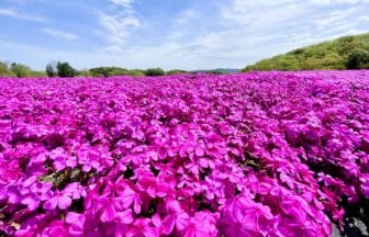 栃木県市貝町 市貝町芝ざくら公園の約20万株の芝桜