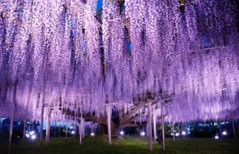 栃木県足利市 あしかがフラワーパークのライトアップされた樹齢160年を超える大藤の絶景
