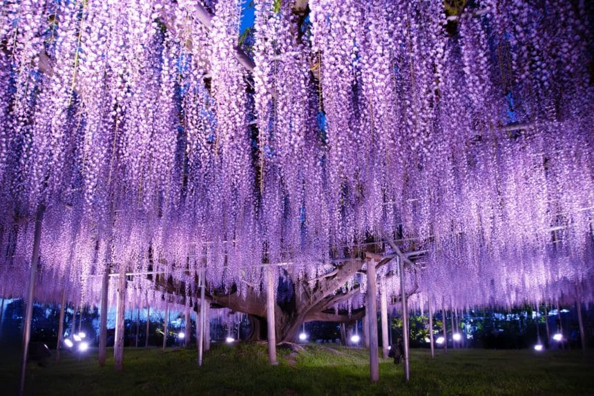 栃木県足利市 あしかがフラワーパークのライトアップされた樹齢160年を超える大藤の絶景