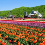 北海道上湧別町 広大な敷地に約70万本のチューリップが咲き誇るかみゆうべつチューリップ公園