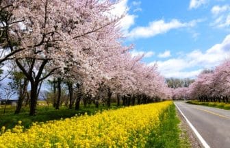 秋田県大潟村 桜並木と菜の花が続く桜と菜の花ロード