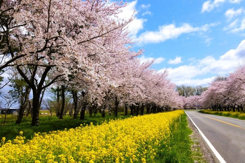 秋田県大潟村 桜並木と菜の花が続く桜と菜の花ロード