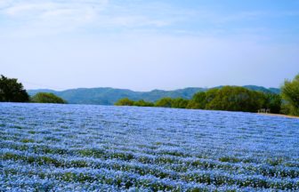 広島県世羅町 ネモフィラのブルーの絨毯が広がる花夢の里「芝桜とネモフィラの丘」