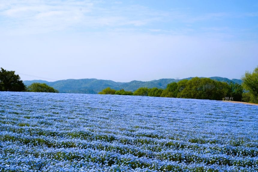 広島県世羅町 ネモフィラのブルーの絨毯が広がる花夢の里「芝桜とネモフィラの丘」