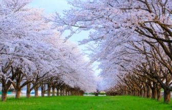 岩手県奥州市 水沢競馬場のコース沿いに咲き誇る満開の桜並木