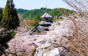 奈良県吉野町 南朝の皇居跡として知られる吉野朝宮跡（南朝妙法殿）と春に咲く美しい桜の風景