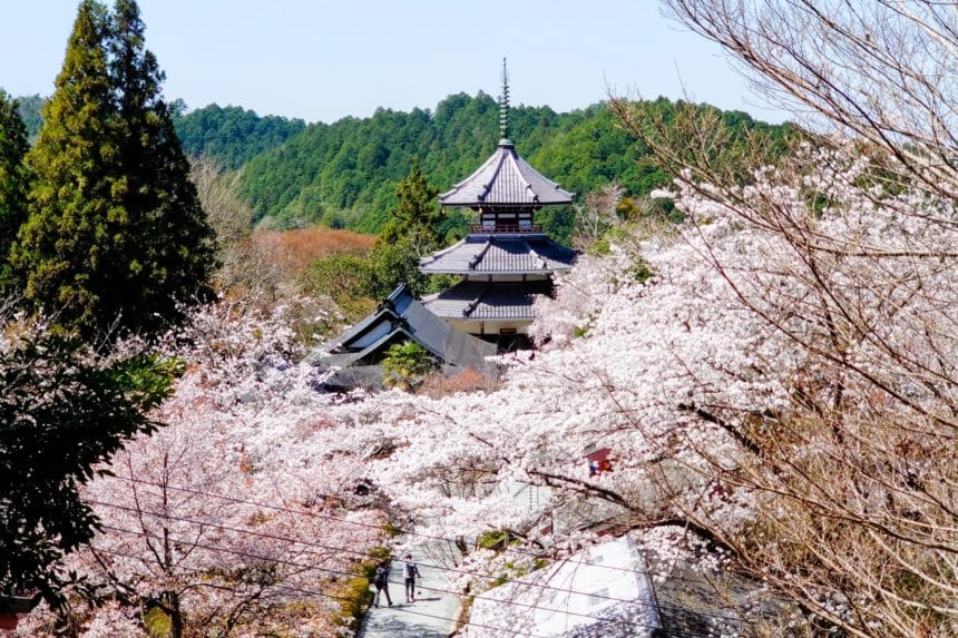 奈良県吉野町 南朝の皇居跡として知られる吉野朝宮跡（南朝妙法殿）と春に咲く美しい桜の風景